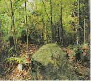 �u���J���q�v�A�u�����R�匠���v�u�ΐ��������{�v�̕��q�ɏo�