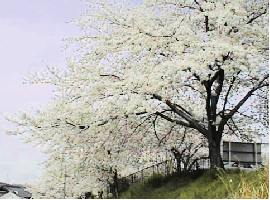 ����d�ԁE�͓��X�w�t�߂̍�����