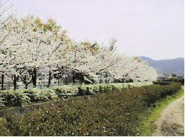 �����l���ڂ�蒭�߂��Ə��쉈���̌����ȍ����؁E�������̎R��������