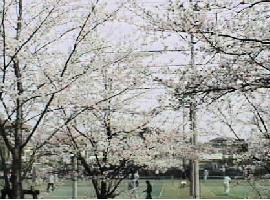 �S�Éw�k�̐��H�����̍����؁E���z���Ƀe�j�X�̗��K���i