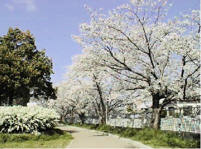 ���L���i�M�ƃT�N���̃R���g���X�g���f���炵��