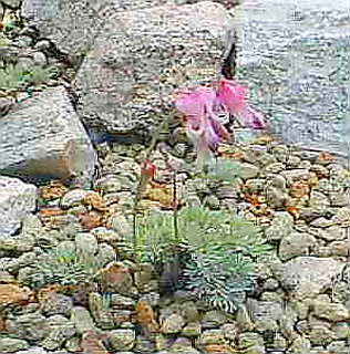 �Z�b���R�A�����̍��R�A���̏����E�R�}�N�T