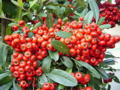 �s���J���T�i�s���J���T�X�j�̐Ԃ���